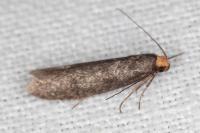 Agnoea