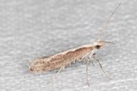 Plutella xylostella