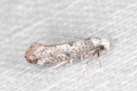 Paraswammerdamia albicapitella