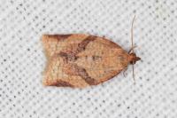 Clepsis consimilana