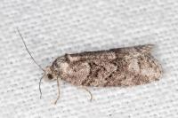 Cnephasia