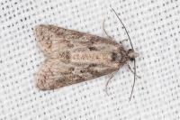 Cnephasia