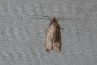 Agonopterix