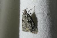 Diurnea fagella