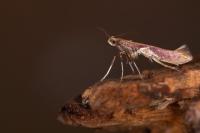 Caloptilia stigmatella