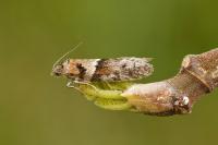Tortricodes alternella