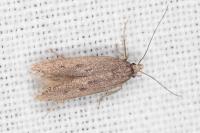 Oxypteryx helotella