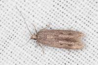 Oxypteryx helotella