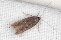 Oxypteryx helotella