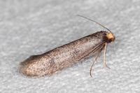 Agnoea langohri
