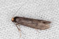 Agnoea langohri