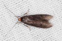 Agnoea langohri