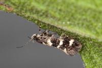Denisia lutea