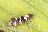 Denisia lutea
