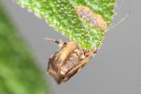 Denisia lutea