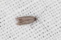 Urodeta hibernella