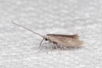 Urodeta hibernella