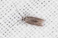 Urodeta hibernella