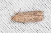 Platyedra subcinerea