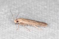 Platyedra subcinerea