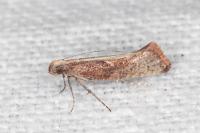 Acrolepiopsis vesperella