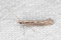 Plutella xylostella