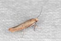 Zelleria hepariella