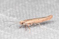 Zelleria hepariella