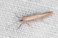 Zelleria hepariella