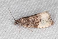 Hedya pruniana