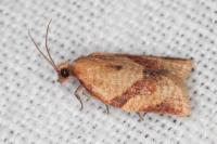 Clepsis consimilana