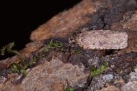 Agonopterix ciliella/heracliana