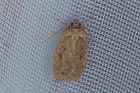 Agonopterix