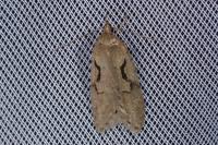 Semioscopis steinkellneriana