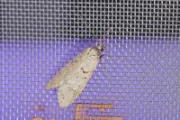 Diurnea fagella