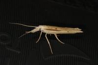 Ypsolopha mucronella