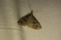 Alucita hexadactyla