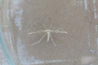 Adaina microdactyla