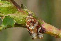 Argyrotaenia ljungiana