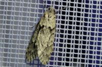 Diurnea fagella