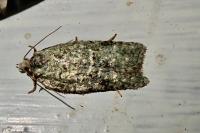 Acleris literana