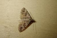 Alucita hexadactyla