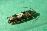 Pammene argyrana