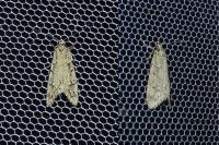 Diurnea fagella
