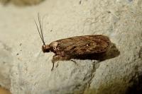 Depressaria albipunctella