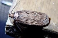 Depressaria albipunctella