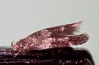 Mompha subbistrigella