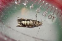Mompha subbistrigella