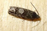 Pammene splendidulana