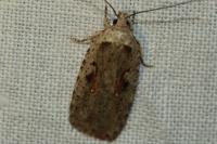 Agonopterix ocellana